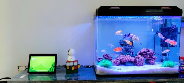 Exotic fish care: tips for maintaining a healthy aquarium