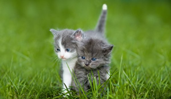 What's the best way to potty train a kitten?