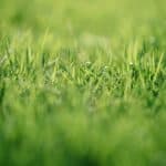 green grass closeup photographr